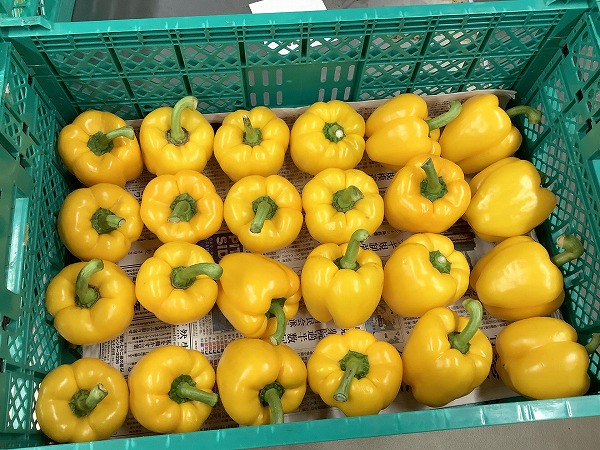 教材課から ~学びを支える教材課の仕事~